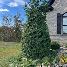 Expert-Shrub-Trimming-in-Weldon-Spring-Missouri-l-Brothers-Lawn-Maintenance 1